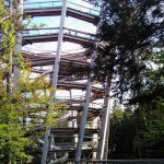 Vollmondführung über dem Baumwipfelpfad