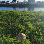 Pilzberatung am Naturkundemuseum in Karlsruhe