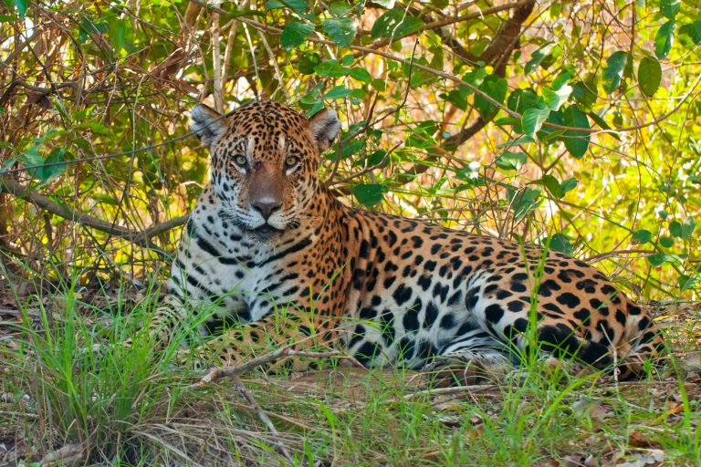 Ein Fotovortrag über das bedrohte Tierparadies Pantanal