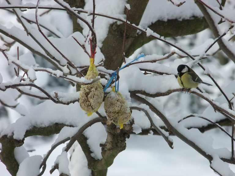 Vogelfütterung im Winter – Was gibt es zu beachten?