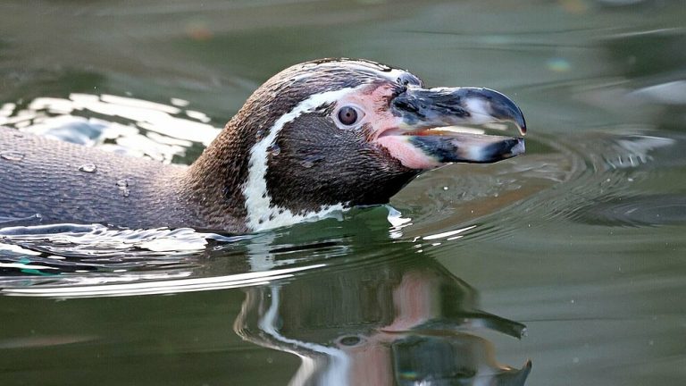 Stiftung zum Schutz des Humboldt-Pinguins gegründet