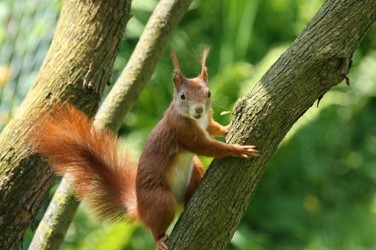 Heimische Tiere in Baden-Württemberg