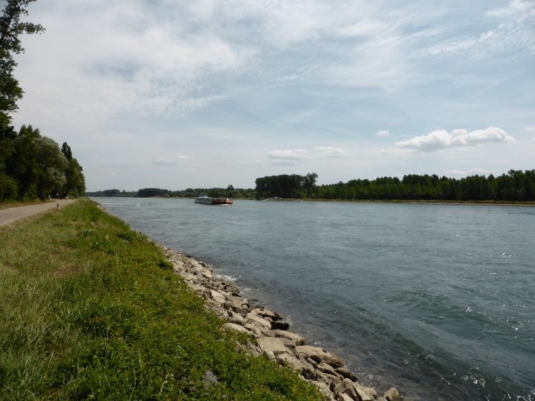 Rhine Clean Up – Gemeinsam für eine saubere Umwelt