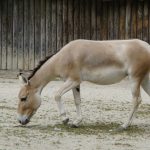 Onager – der asiatische Wildesel