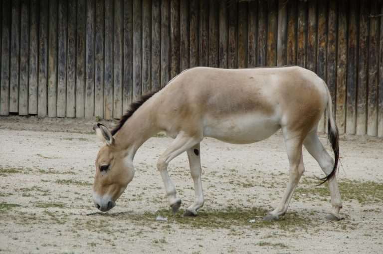 Onager – der asiatische Wildesel