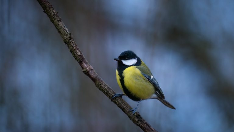 Vogelschlag: Was zum Schutz heimischer Vögel getan werden kann