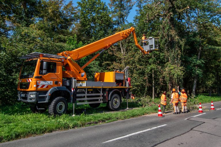 Fällung von Bäumen im Stadtgebiet