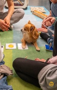 Lesenlernen mit Hund Capper