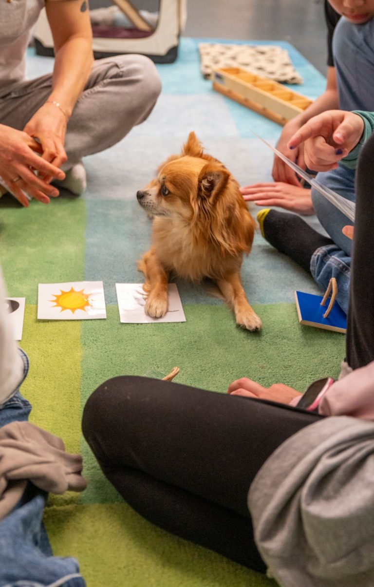 Lesenlernen mit Hund Capper