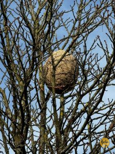 Asiatische Hornisse breitet sich weiter aus