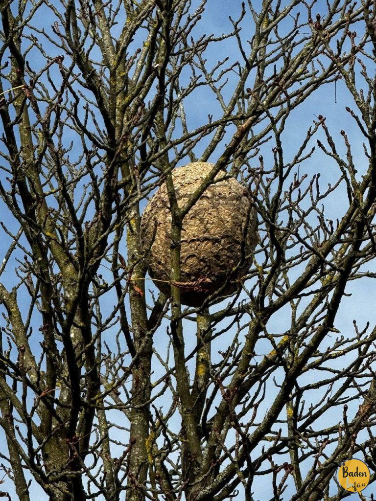 Asiatische Hornisse breitet sich weiter aus