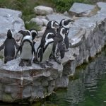 Tierhaltung in Zoos – notwendig oder nicht?