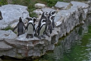 Tierhaltung in Zoos – notwendig oder nicht?