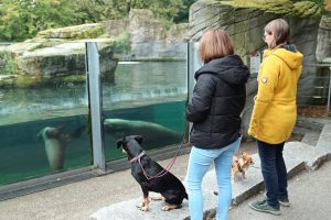 Auf vier Pfoten durch den Zoo