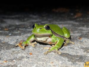Straßensperrung Batzenhofweg wegen Amphibien-Wanderung