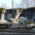 Karlsruhes junger Eisbär MiKa entwickelt sich prächtig