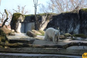 Karlsruhes junger Eisbär MiKa entwickelt sich prächtig