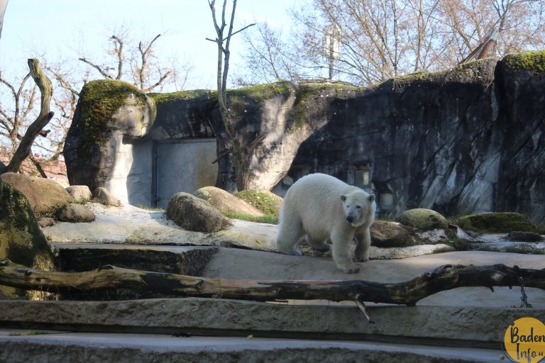 Karlsruhes junger Eisbär MiKa entwickelt sich prächtig
