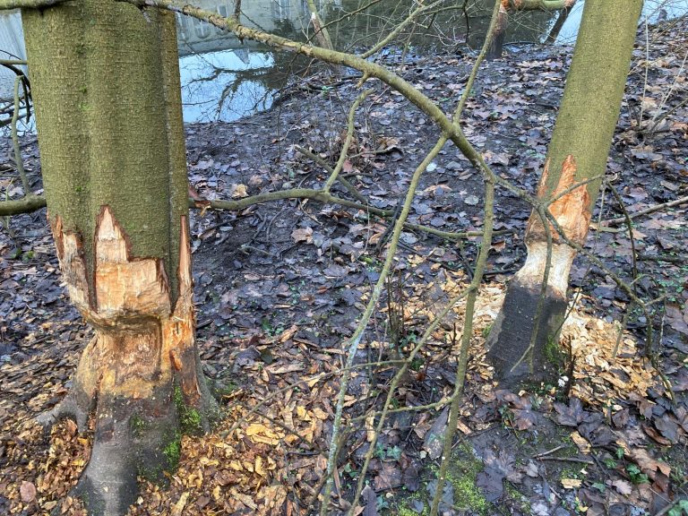 Die Biber sind zurück im Karlsruher Stadtgebiet