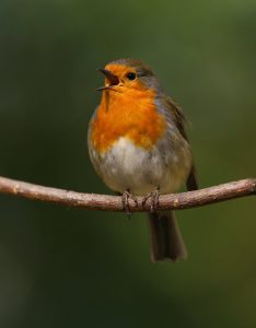 Einstieg in die Welt der Vogelgesänge