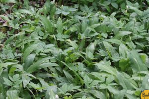 Bärlauch erkennen und sicher genießen