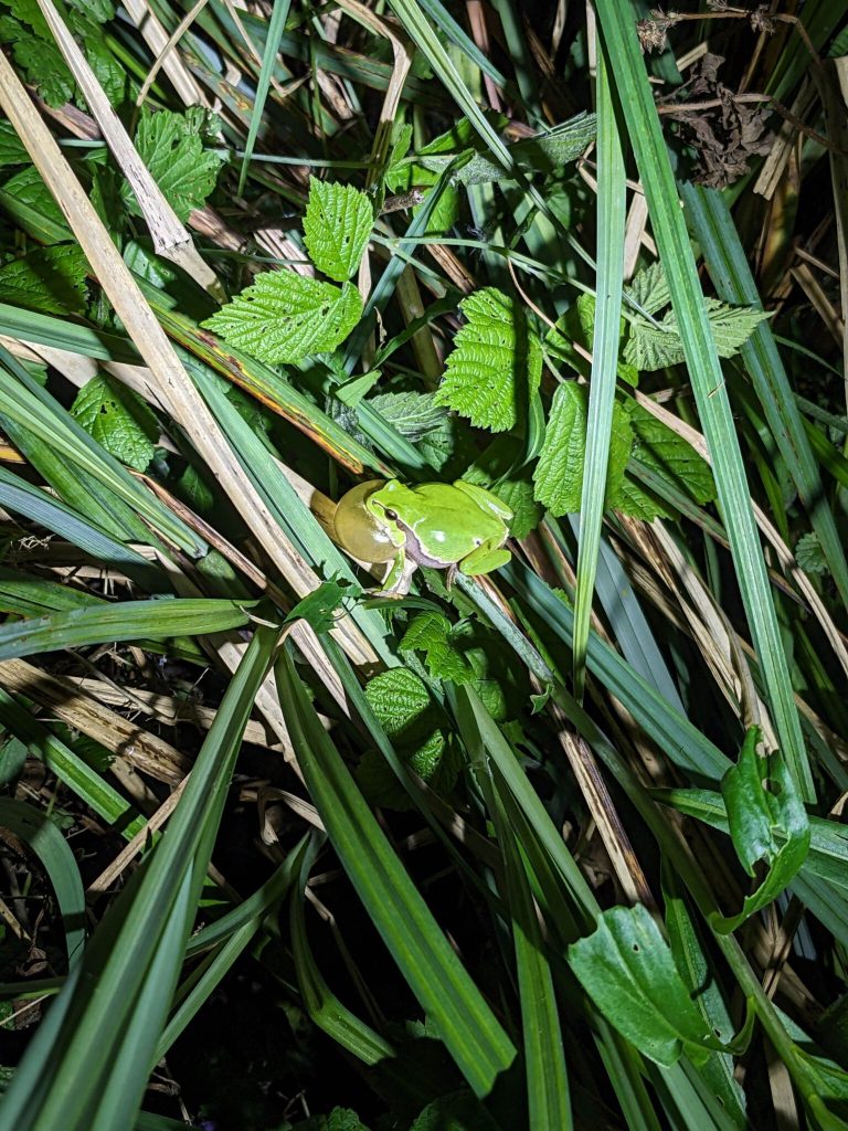 Nächtlicher Fahrradausflug ins Reich der Amphibien