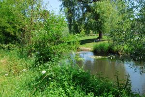 Engagement rettet heimische Orchidee an der Alb