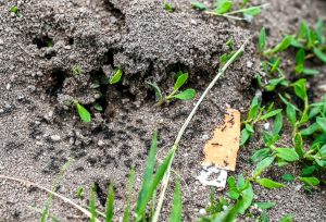 Ameisen-Weg-Woche in Neureut