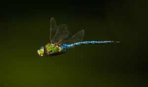 Exkursion zu den Edelsteinen der Lüfte: Libellen