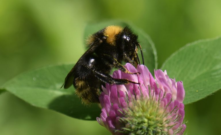 Überlebensinseln für Insekten und Kleintiere: Naturnahe Grünpflege schafft wertvolle Rückzugsräume