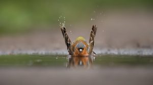 Wildtieren bei Hitze helfen