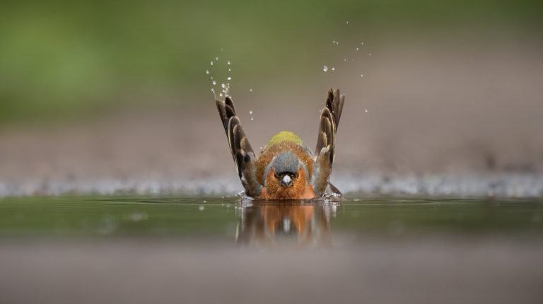 Wildtieren bei Hitze helfen