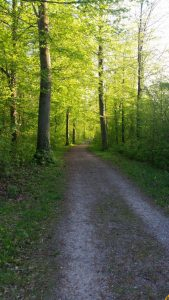 Warnung des Landkreises: höchstes Waldbrandrisiko für Wälder in der Rheinebene