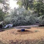 Unwetterfolgen: Gartenbauamt warnt vor Gefahren durch beschädigte Bäume