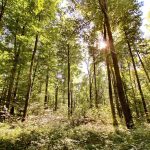 Karlsruher Wald sendet Warnsignale