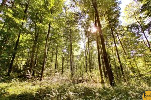 Karlsruher Wald sendet Warnsignale