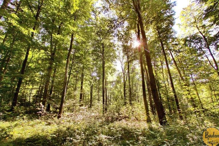 Karlsruher Wald sendet Warnsignale