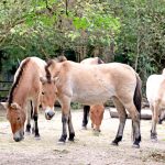 100.000 Besuche im Tierpark Oberwald