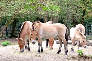 100.000 Besuche im Tierpark Oberwald