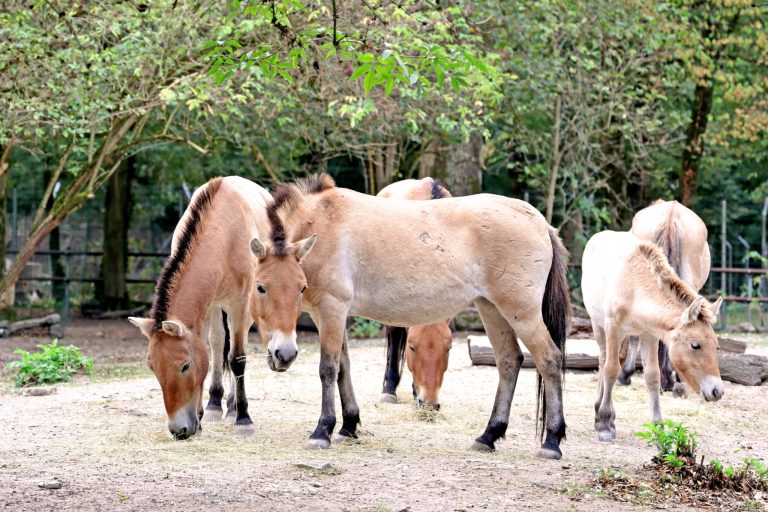 100.000 Besuche im Tierpark Oberwald