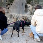 Mit dem Vierbeiner in den Zoo