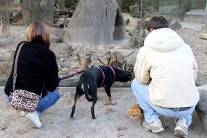 Mit dem Vierbeiner in den Zoo